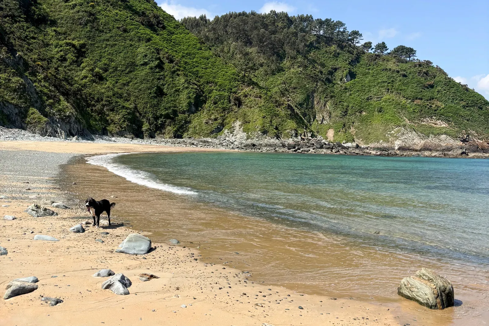 Cala de aguas claras entre colinas verdes, con un perro negro en la arena